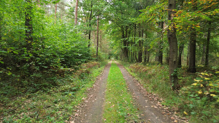 Narrow dirt road leading through green and yellow forest in early autumn