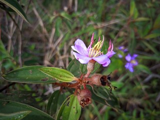 bee on a flower