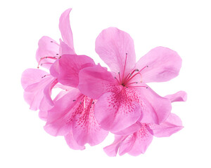 Azaleas flowers with leaves, Pink flowers isolated on white background with clipping path 