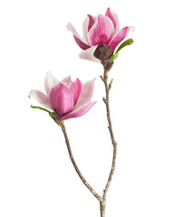 Magnolia liliiflora flower on branch with leaves, Lily magnolia flower isolated on white background...