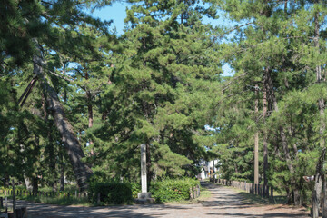 天橋立の特別名勝の石碑と松並木