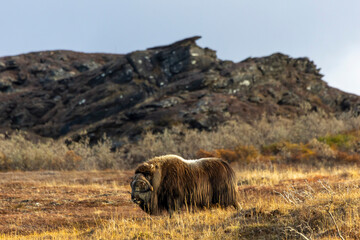 Musk ox in Alaska