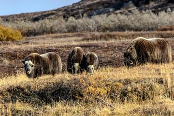 herd of musk ox