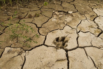 Trockenheit - Trocken - Umwelt - Konzept - Hintergrund - Schlamm - Klima - Boden - Texture -...