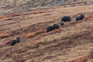 Musk ox in the wild