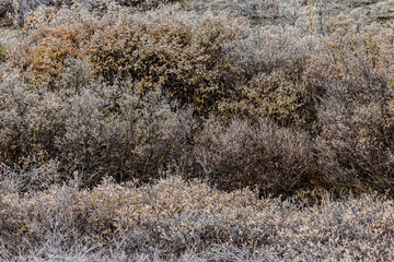 Frost covered bush