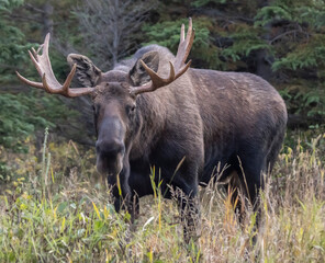 bull elk in park