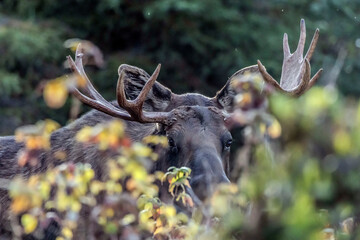 moose in the woods