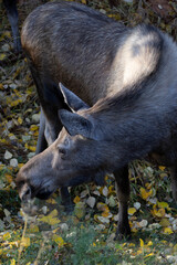 Moose cow in the woods