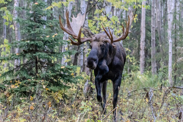 elk in the woods