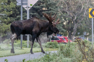 Moose in town