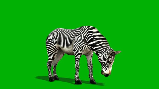 African zebra eating motion with green back ground. Or green screen zebra eat 