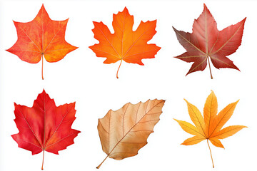 Naklejka premium Autumn leaves collection