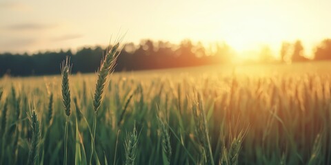 Fototapeta premium A serene field of wheat glistens in the golden sunlight, creating a picturesque rural landscape at sunset.