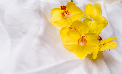 The branch of yellow orchids on white fabric background
