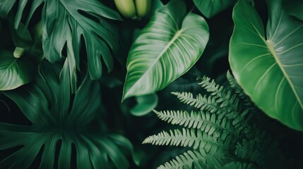 Lush Green Foliage Texture Close-up