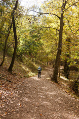 Obraz premium A hiker in the autumn forest.
