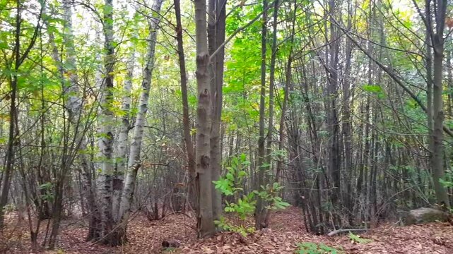 A serene medium shot panning through an autumnal oak forest. Golden leaves carpet the forest floor, while vibrant green ferns add a touch of contrast. Sunlight filters through the canopy, casting dapp
