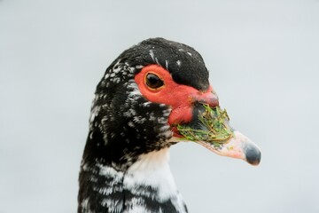 Striking Black and White Muscovy Duck with Vibrant Red Face