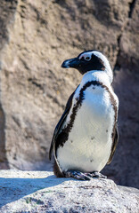 Naklejka premium African penguin (Spheniscus demersus)