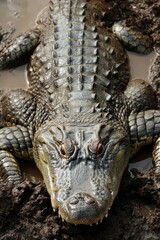Obraz premium A close-up of a crocodile resting in muddy water.