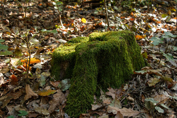 Obraz premium A close-up view of a moss-covered tree stump on the forest floor, surrounded by dry leaves and small plants. 