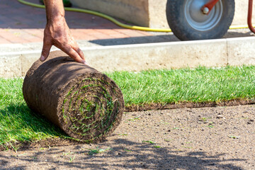 Close shot hands of a worker gardener without gloves laying down a roll of green grass turf in a garden. Gardening concept. Copy-space.