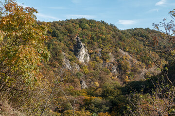 autumn forest in the mountains