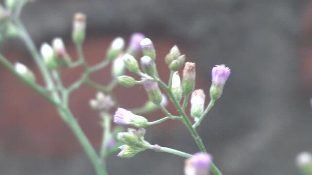 Cyanthillium cinereum has a delicate, purplish-pink flower head with numerous tiny tubular florets, surrounded by soft, greenish bracts, forming a fluffy appearance.