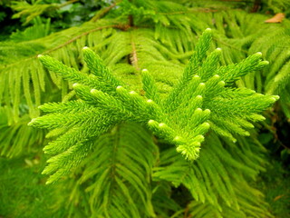 Araucaria heterophylla