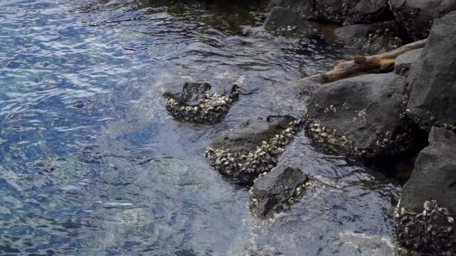 limpets aquatic snails attached to the rocks at the beach in Rubiah island in Sabang indonesia. Ocean wave to the rock at the beach.