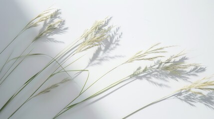 Fototapeta premium Dried Grass Blades and Shadows on a White Background