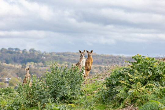 Three eastern grey kangaroos stand in bushes in a hilly landscape