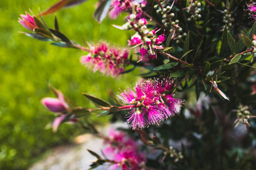 native Australian callistemon plant with magenta pink flowers outdoor close-up at shallow depth of field