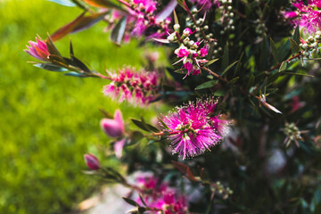 Obraz premium native Australian callistemon plant with magenta pink flowers outdoor close-up at shallow depth of field