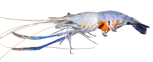 Fresh Blue Shrimp Isolated on White Background Seafood Crustacean Marine Life Cooking Food