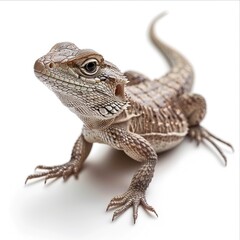 Fototapeta premium A Close-Up of a Juvenile Chinese Water Dragon