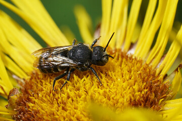 Close up on a cleptopparasitic Black Bee Stelis punctulatissima on Yellow Flower Close-Up