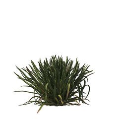 Fototapeta premium Beach spider lily, evergreen, small tree, bush, light for daylight, easy to use, 3d render, isolated