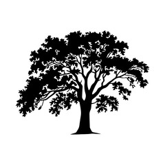 Oak tree silhouette isolated on white background