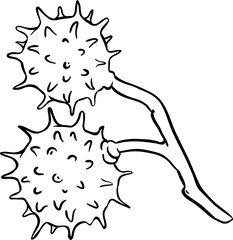 Chestnut Nut Outline Illustration. 