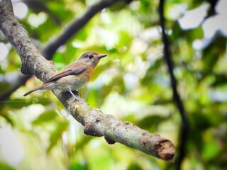 Obraz premium Small Bird Perched on a Branch in a Forest