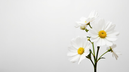 Elegant Floral Background with Vibrant Flowers and Solid Background for Product Advertisement and Branding