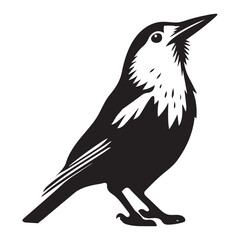 Obraz premium Clarks nutcracker Bird illustration in black and white - Clarks nutcracker Silhouette Design 