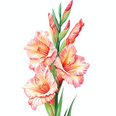 gladiolus flower watercolor clipart illustration
