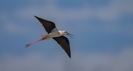 Black-winged Stilt in flight over the marshes of the Ebro delta	
