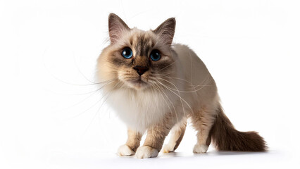 Obraz premium A ragdoll cat stands on a white background.