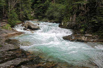 Flowing River in Lush Forest Landscape