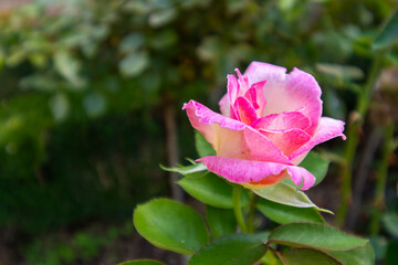 Jardines de la Alhambra
