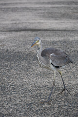 Egret Bird in Ine fishermen village, Kyoto, Japan